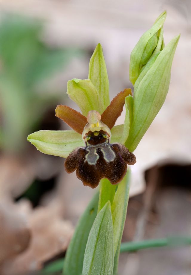 Ophrys della sezione Araniferae